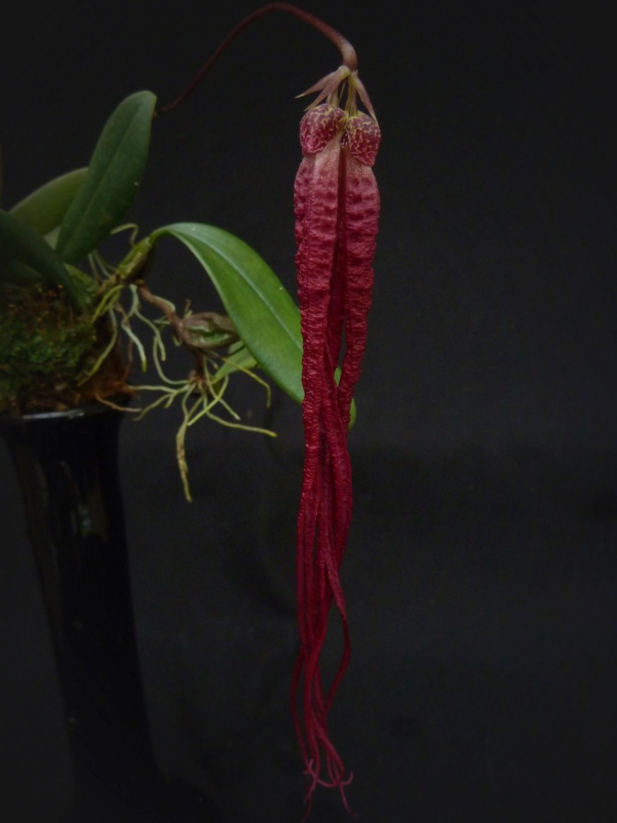 Bulbophyllum habrotinum