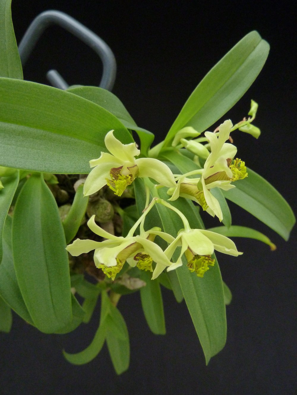 Dendrobium delacourii "Big"