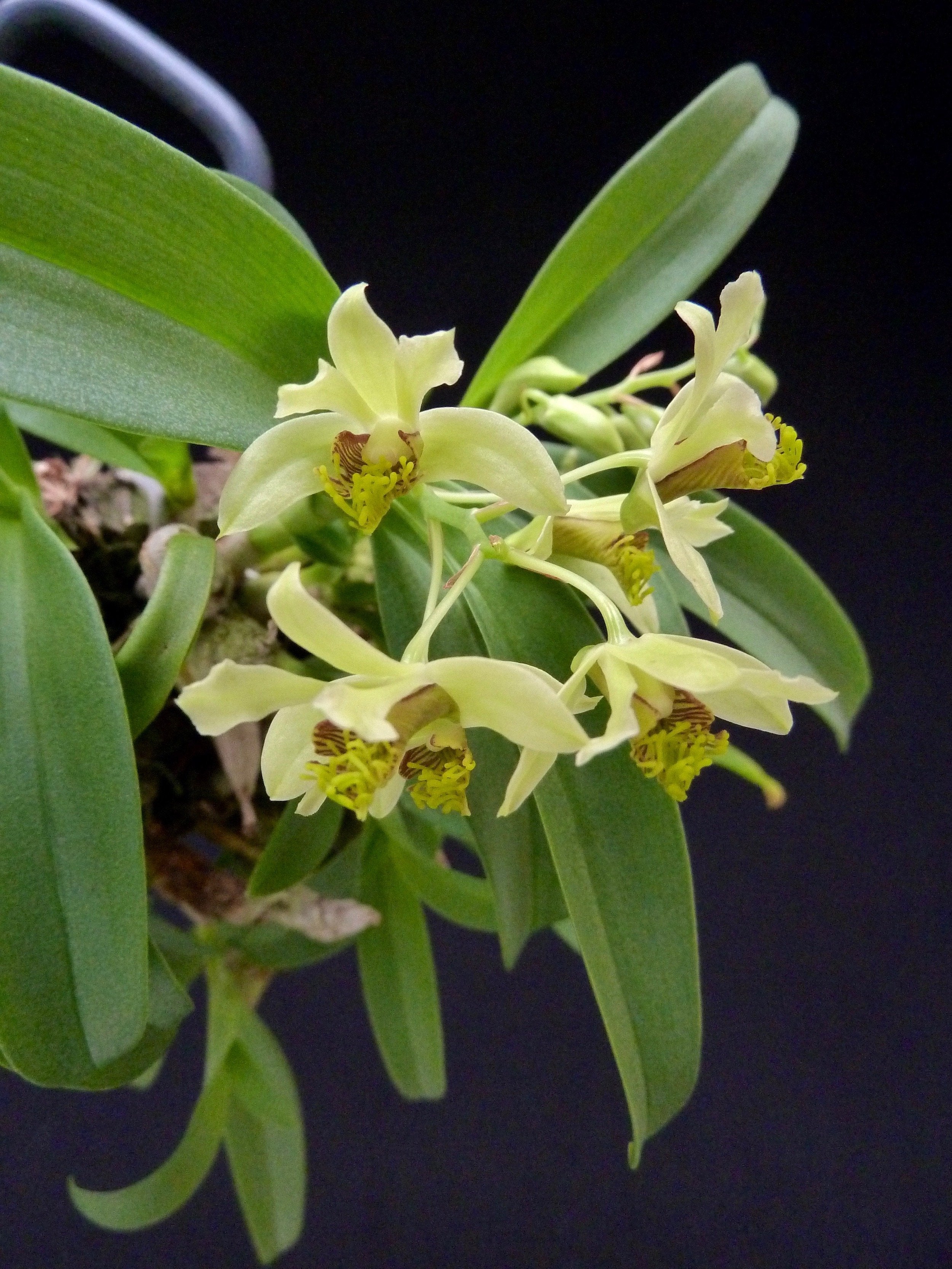 Dendrobium delacourii "Big"