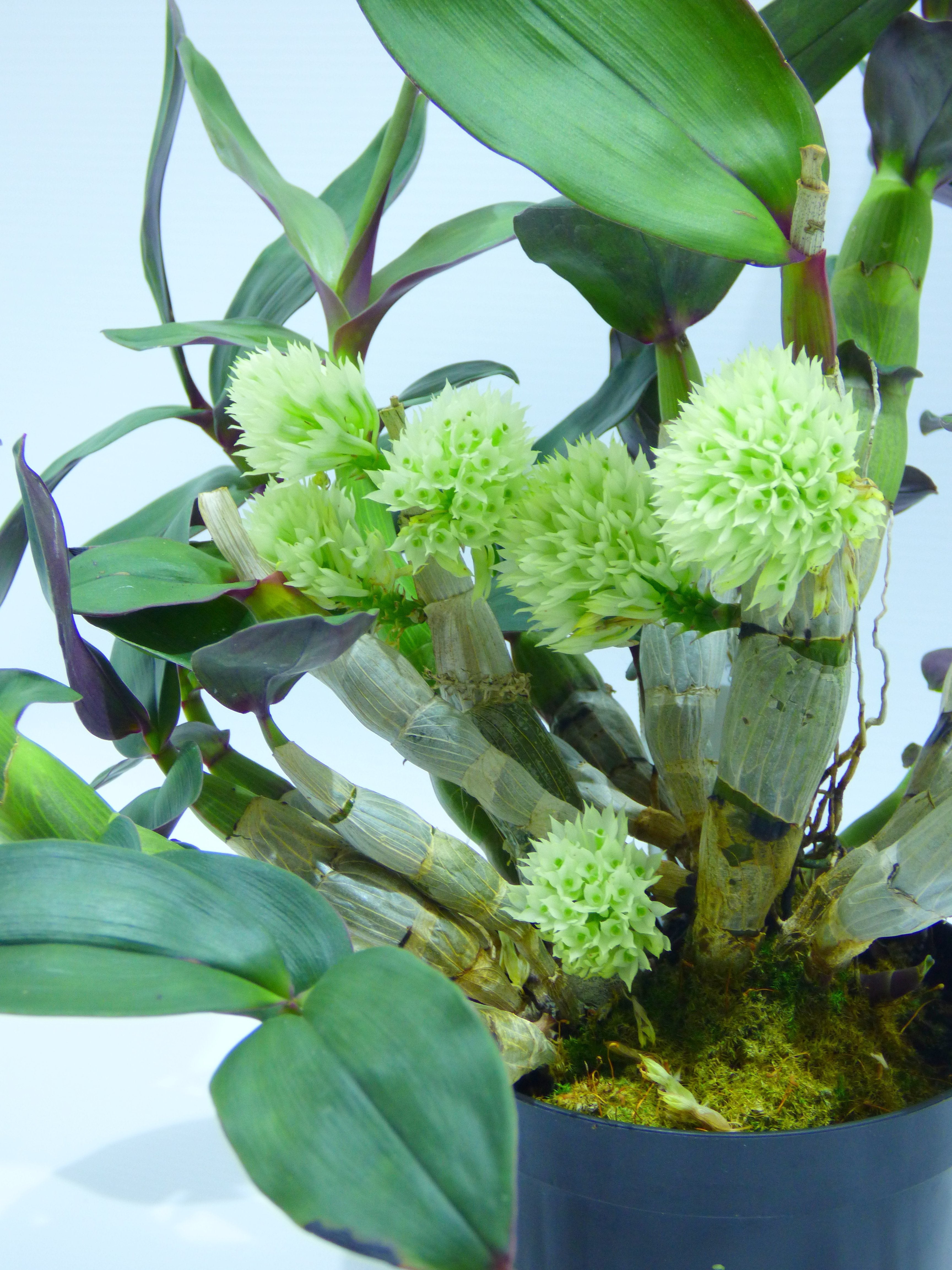 Dendrobium capituliflorum