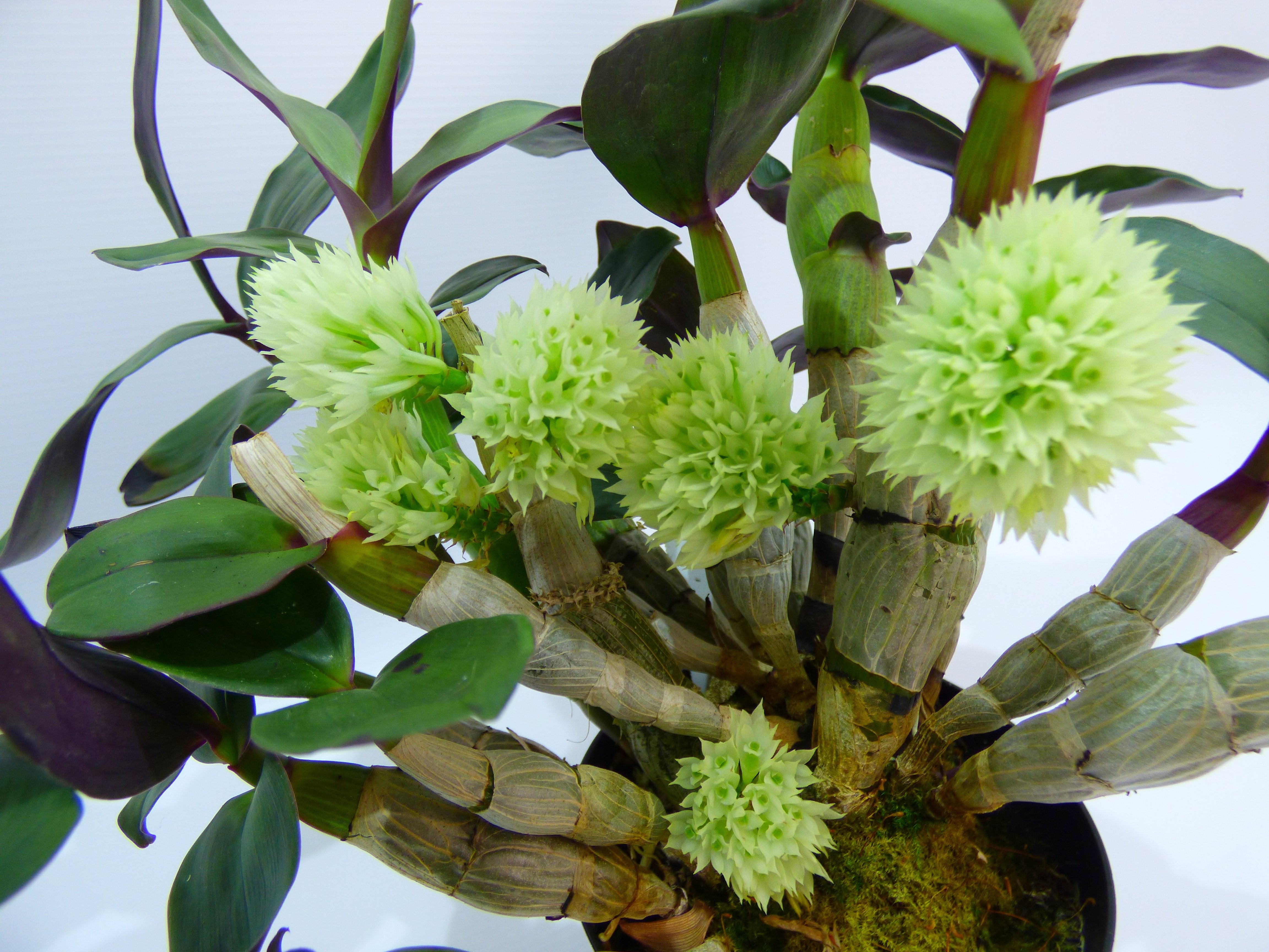 Dendrobium capituliflorum