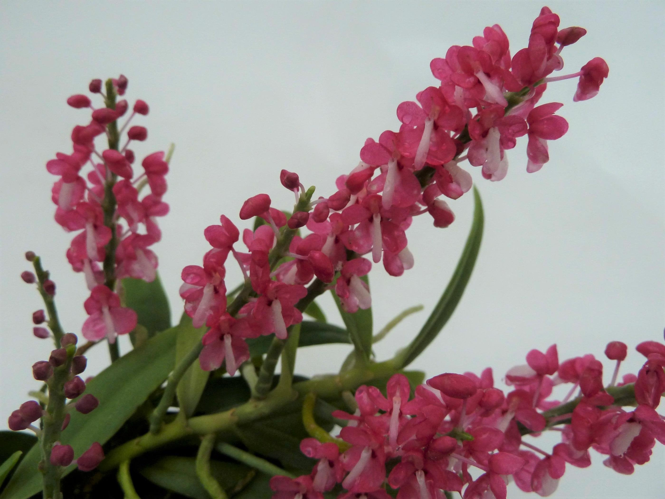 Dyakia hendersoniana