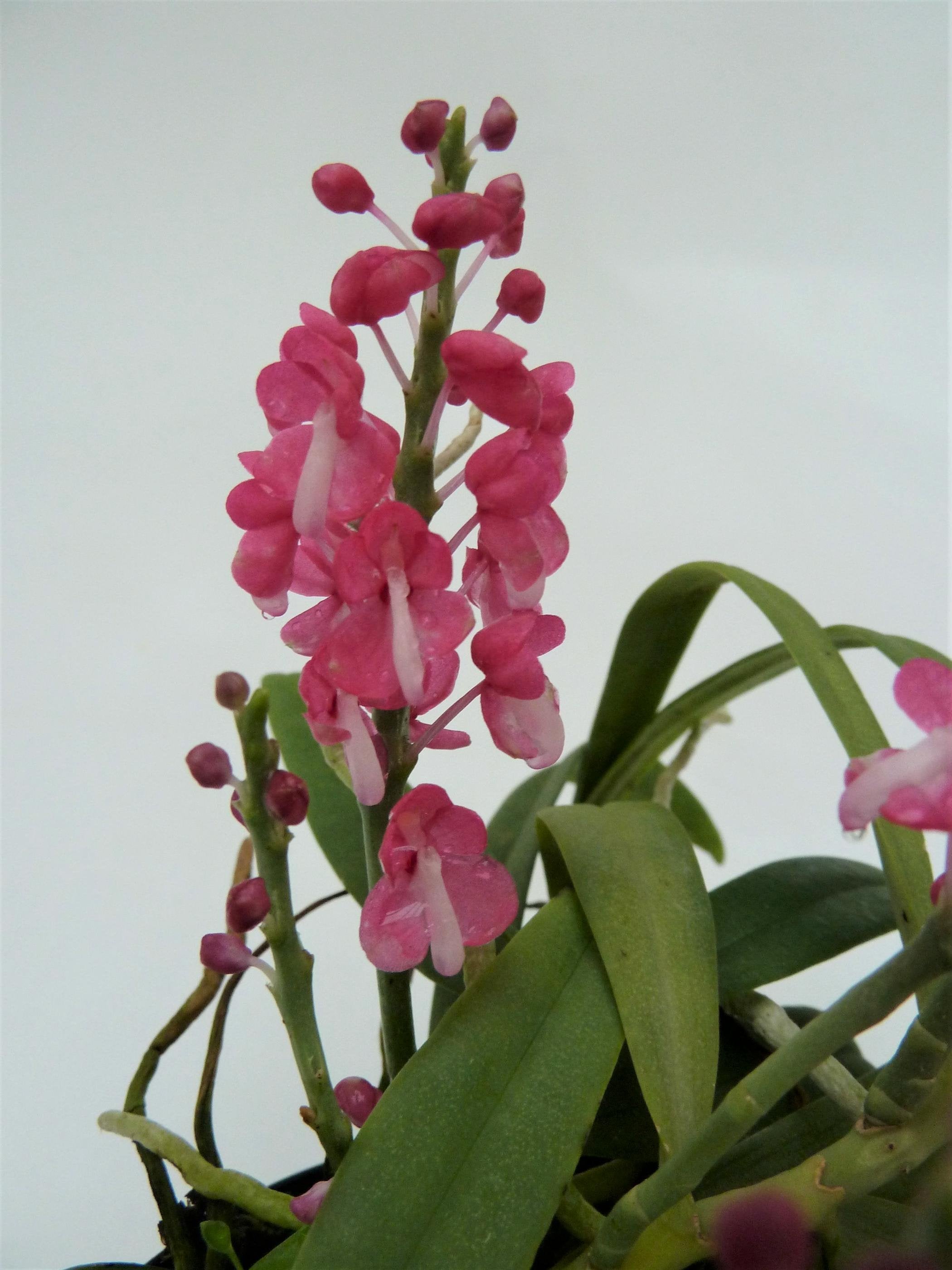 Dyakia hendersoniana