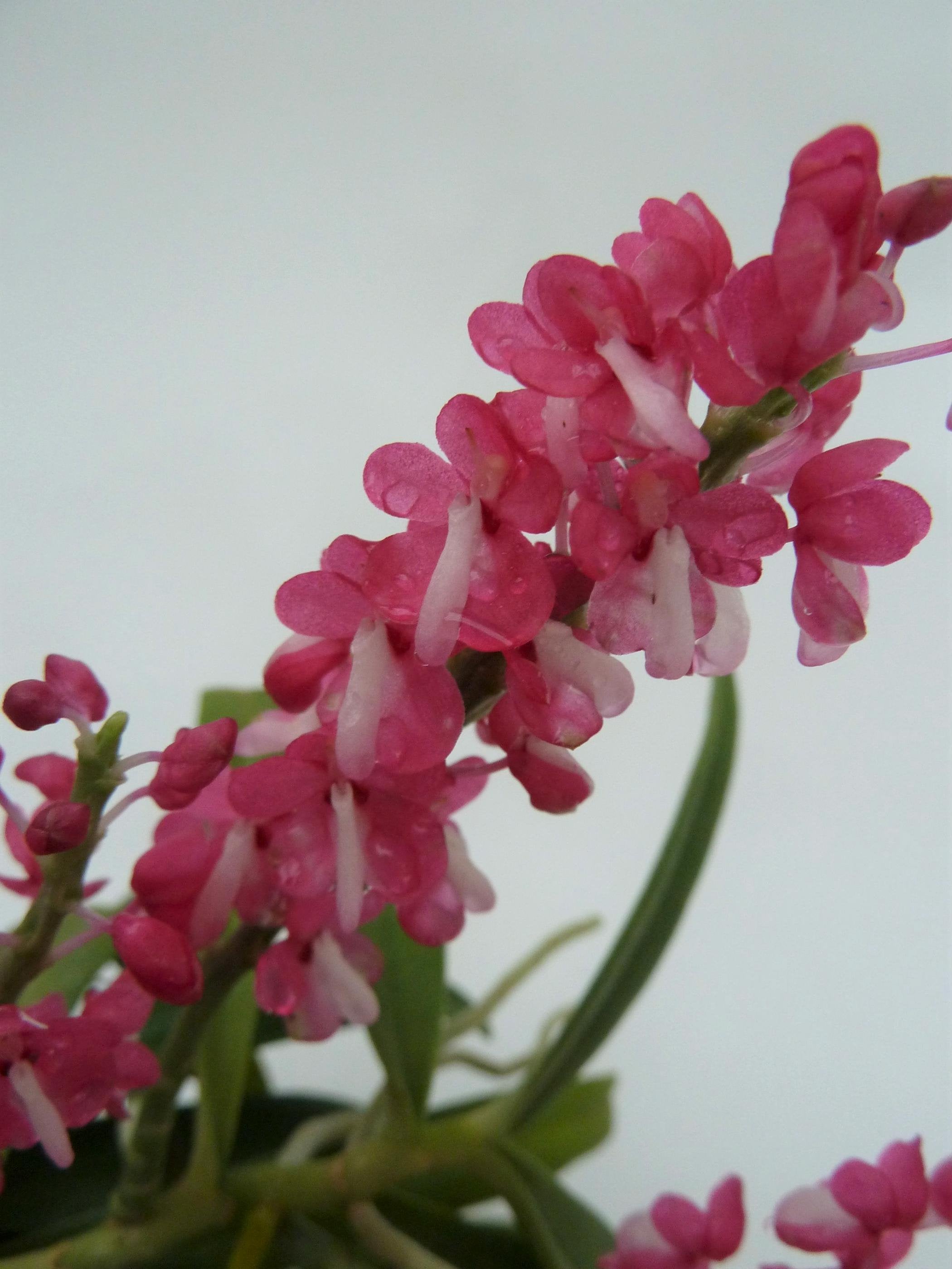 Dyakia hendersoniana