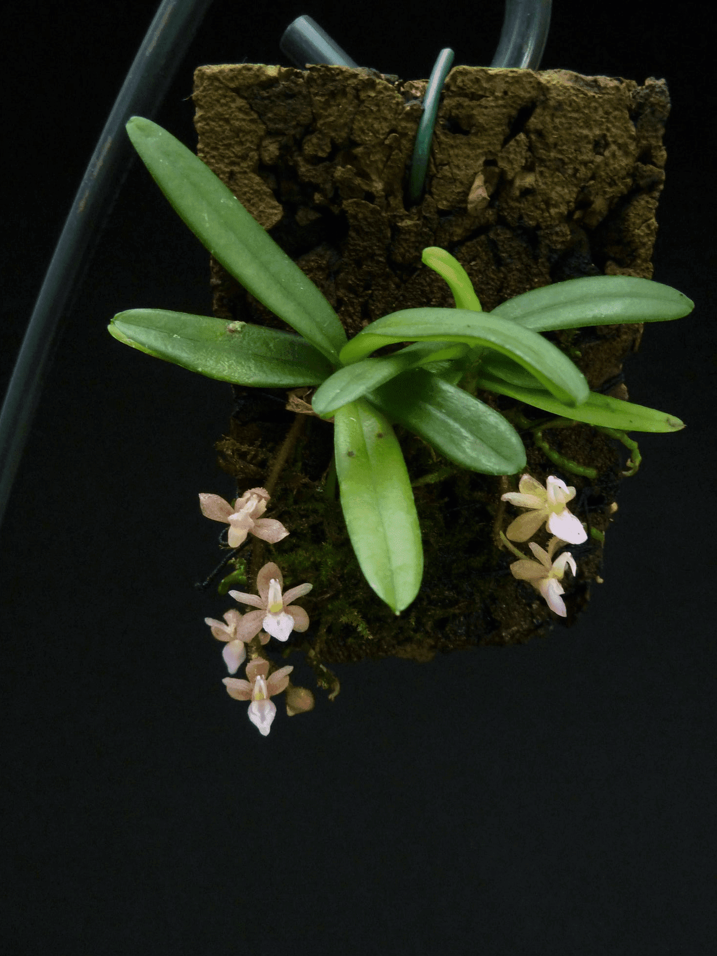 Stereochilus erinaceus ‘big plant’ (3/4 plants)