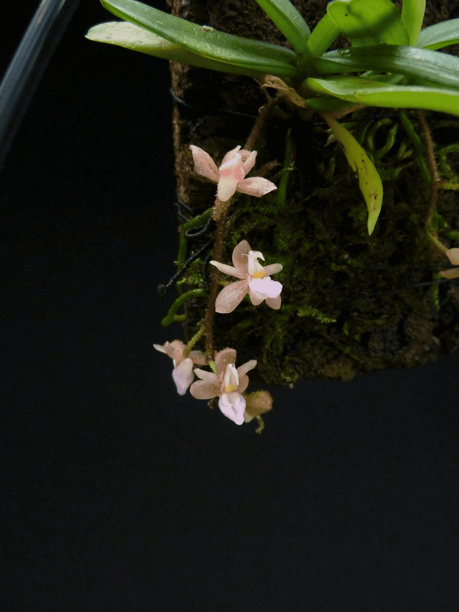 Stereochilus erinaceus ‘big plant’ (3/4 plants)