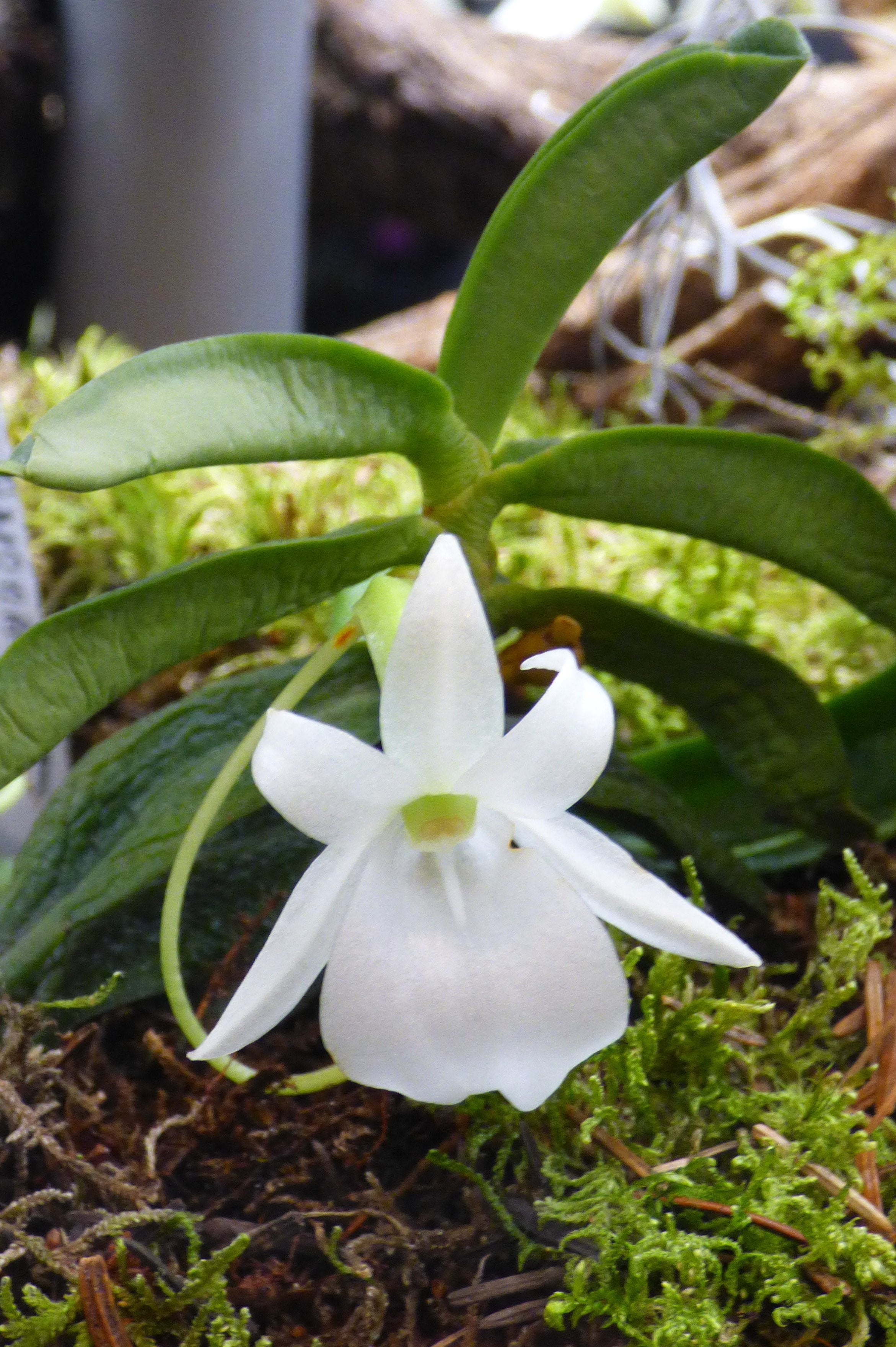 Angraecum equitans