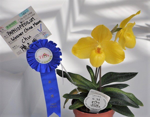 Paphiopedilum Wössner China Moon (Paphiopedilum hangianum x Paphiopedilum armeniacum)