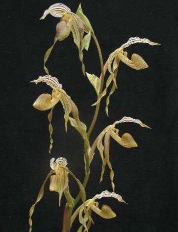 Paphiopedilum kolopakingii
