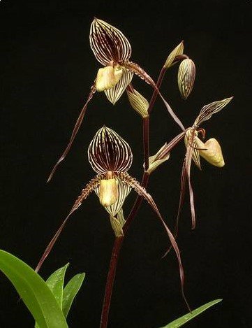 Paphiopedilum St.Swithin x adductum ''Dark''