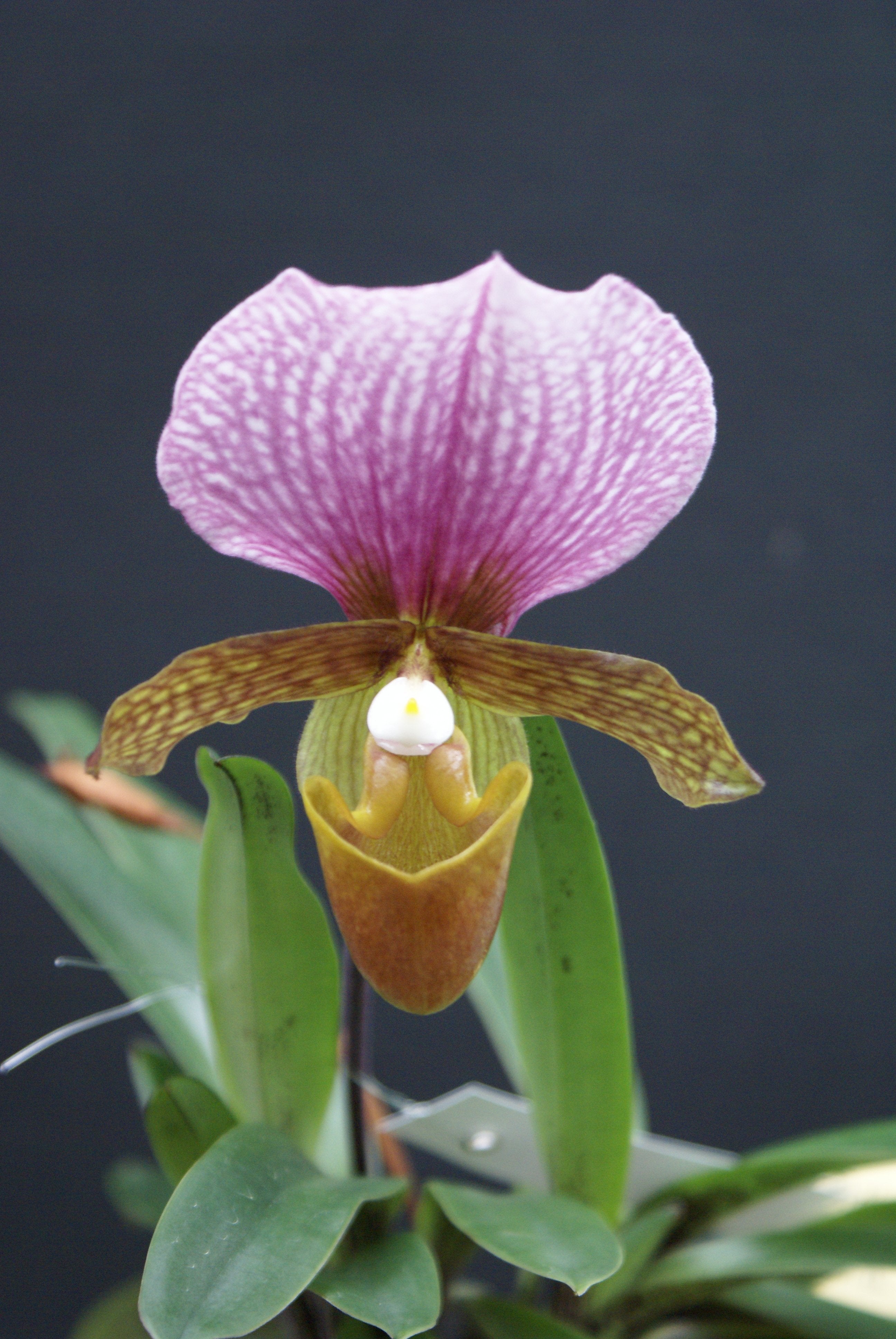 Paphiopedilum charlesworthii ''Compact Type'' Big Plant