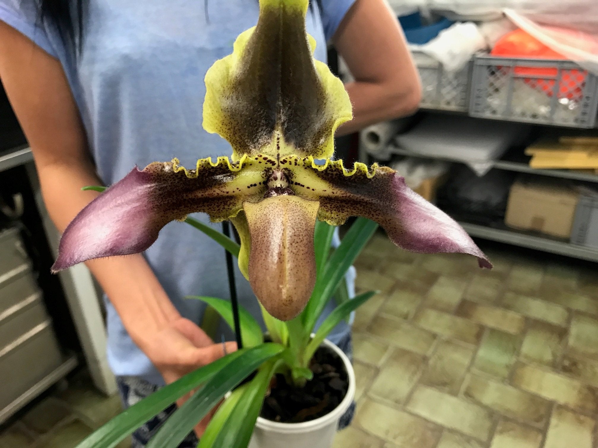 Paphiopedilum esquirolei "Anja" GM/DOG