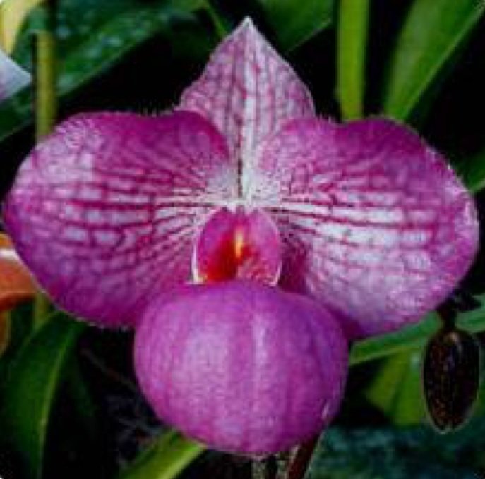 Paphiopedilum Magic Lantern Pink (P.Delenatii Vinicolor x Micranthum)