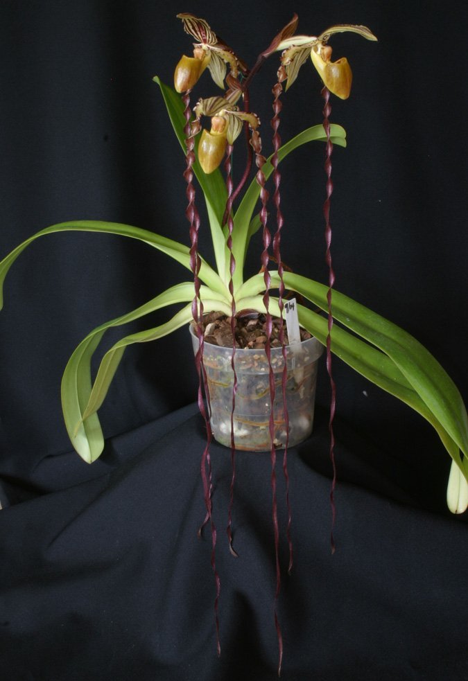 Paphiopedilum Michael Koopowitz (Medium Plant)