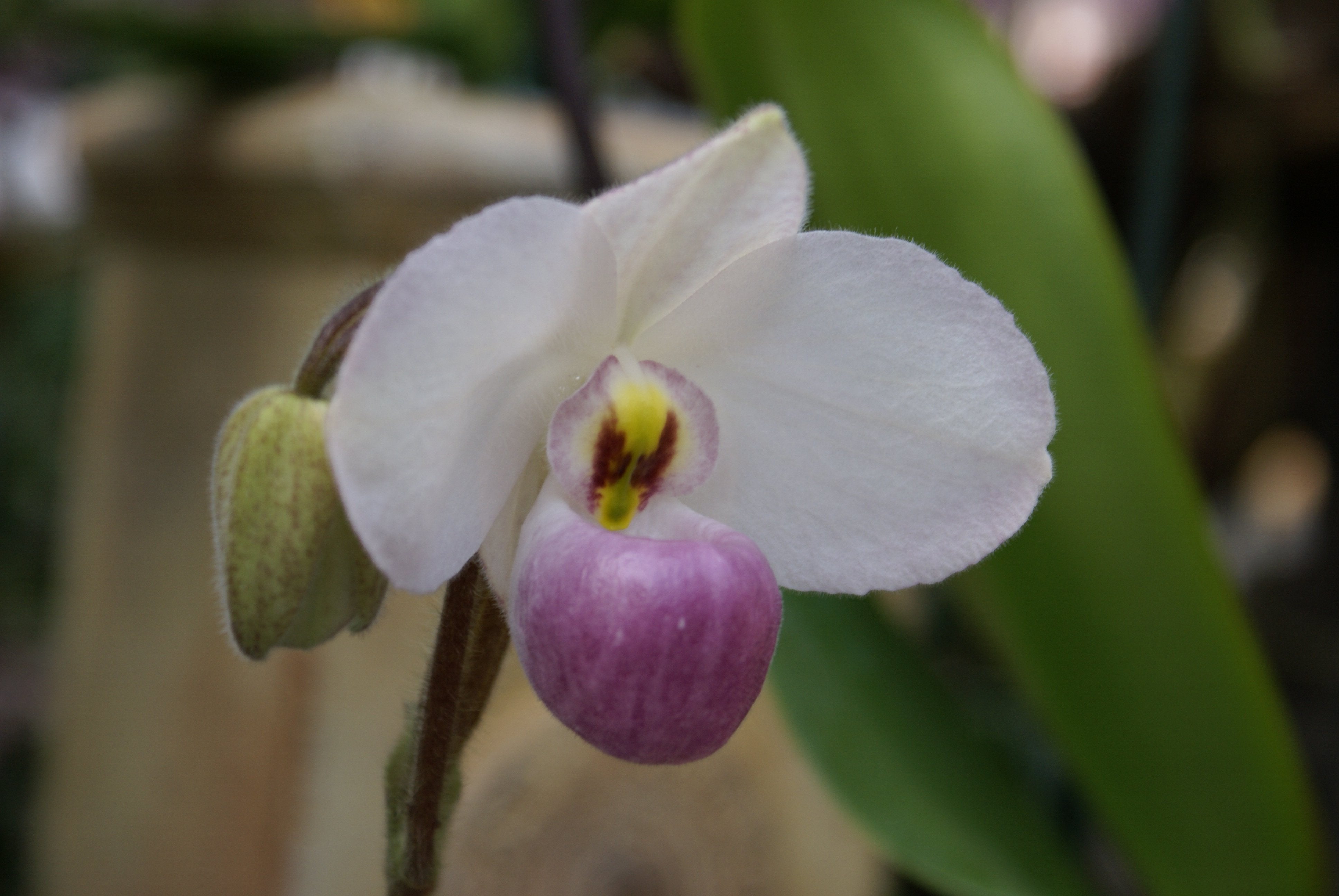 Paphiopedilum delenatii