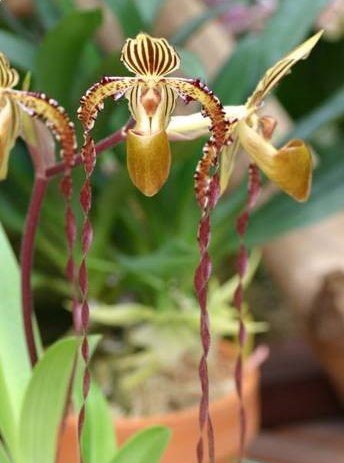 Paphiopedilum Angel Hair (P. St.Swithin x P. sanderianum)