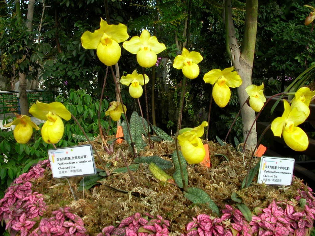 Paphiopedilum armeniacum 'Super Cool' Japan Clone