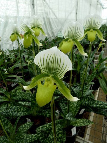 Paphiopedilum Clair De Lune Edgard Van Belle AM / AOS