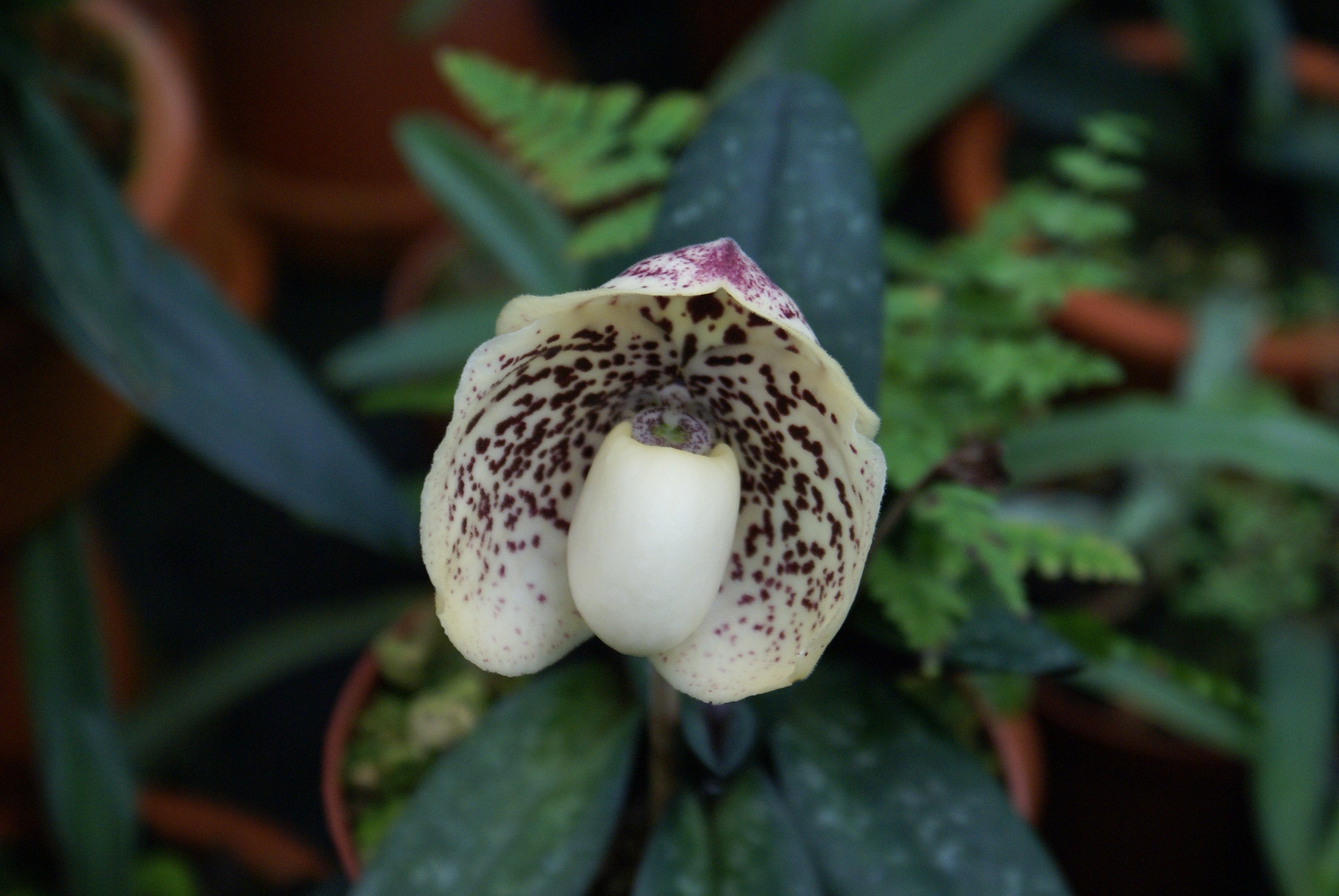 Paphiopedilum godefroyae