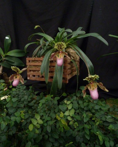 Paphiopedilum henryanum