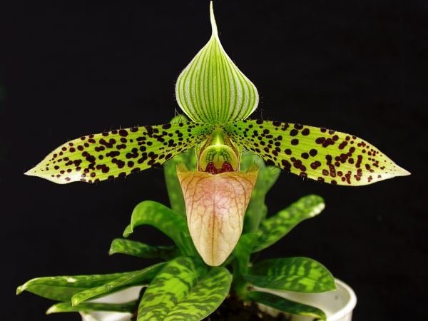 Paphiopedilum sukhakulii