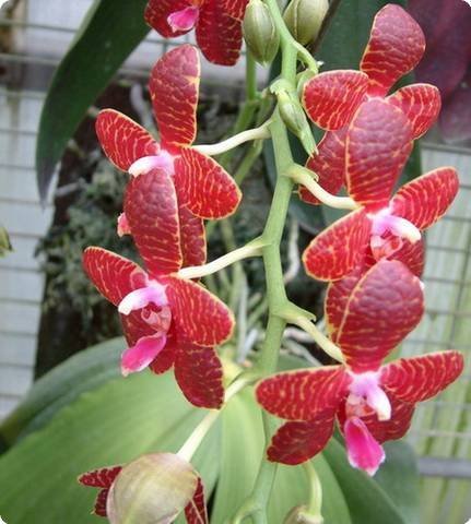 Phalaenopsis Red Jaguar