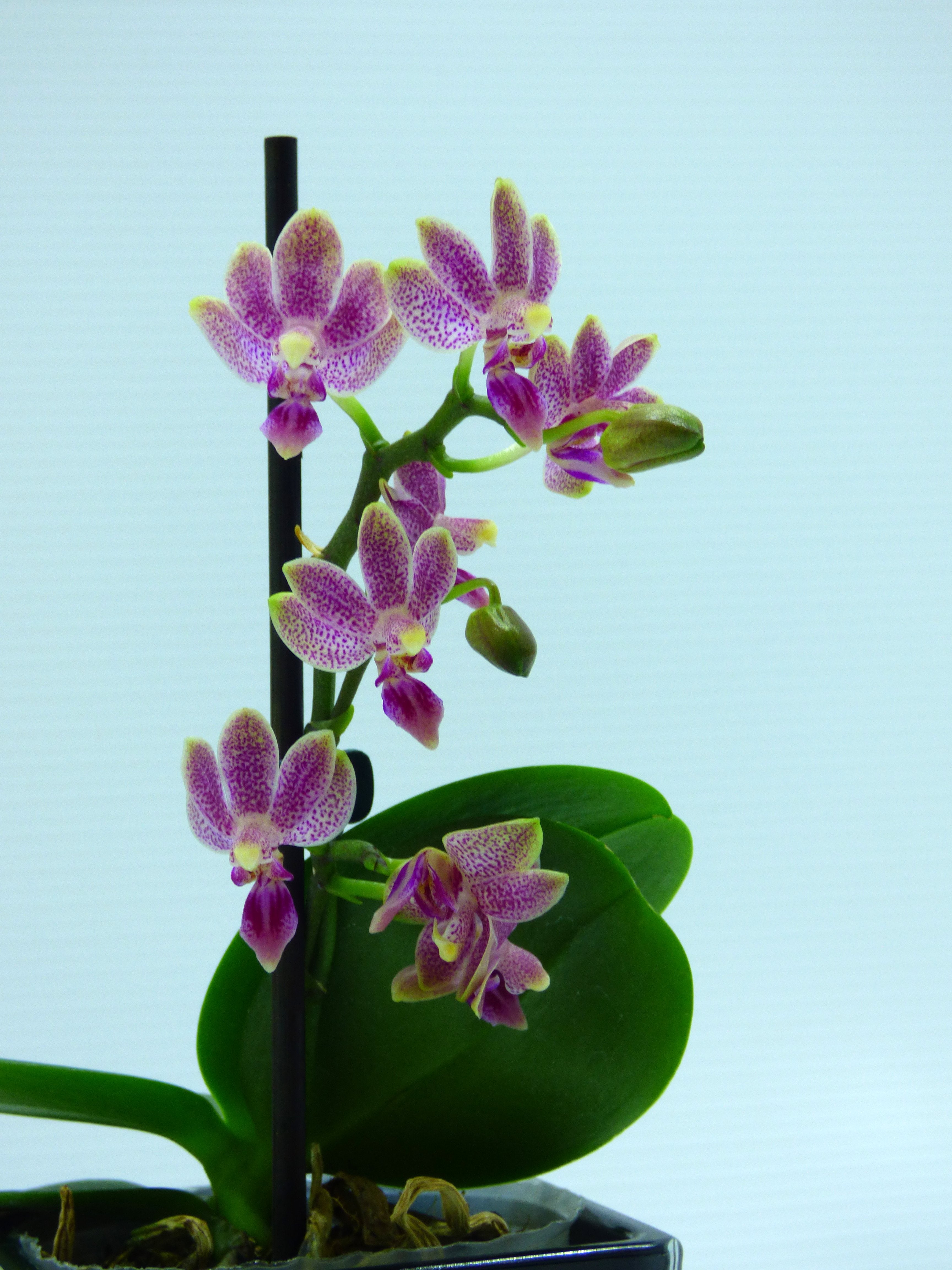 Phalaenopsis Caribbean Sunset x minus