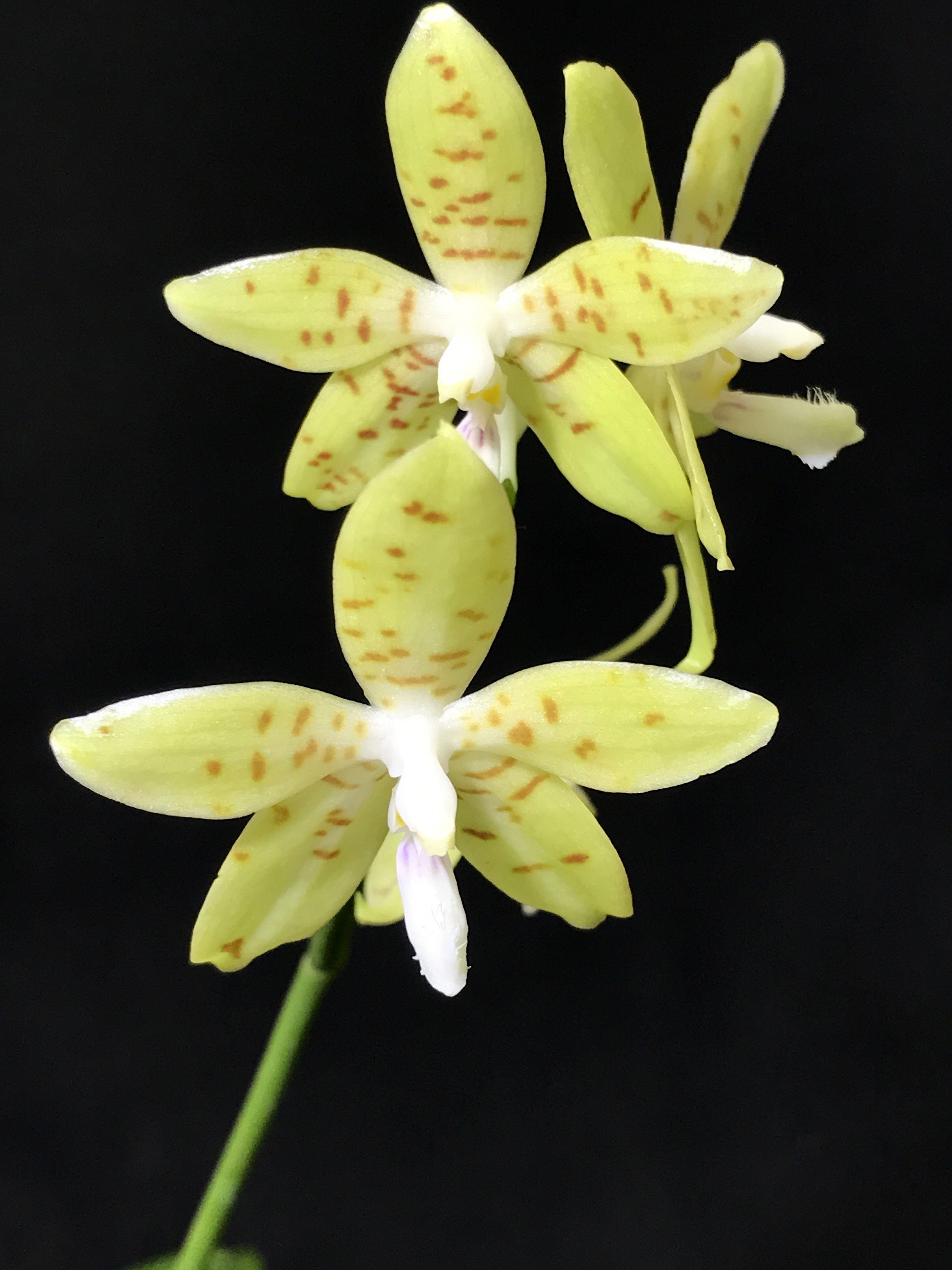 Phalaenopsis pallens