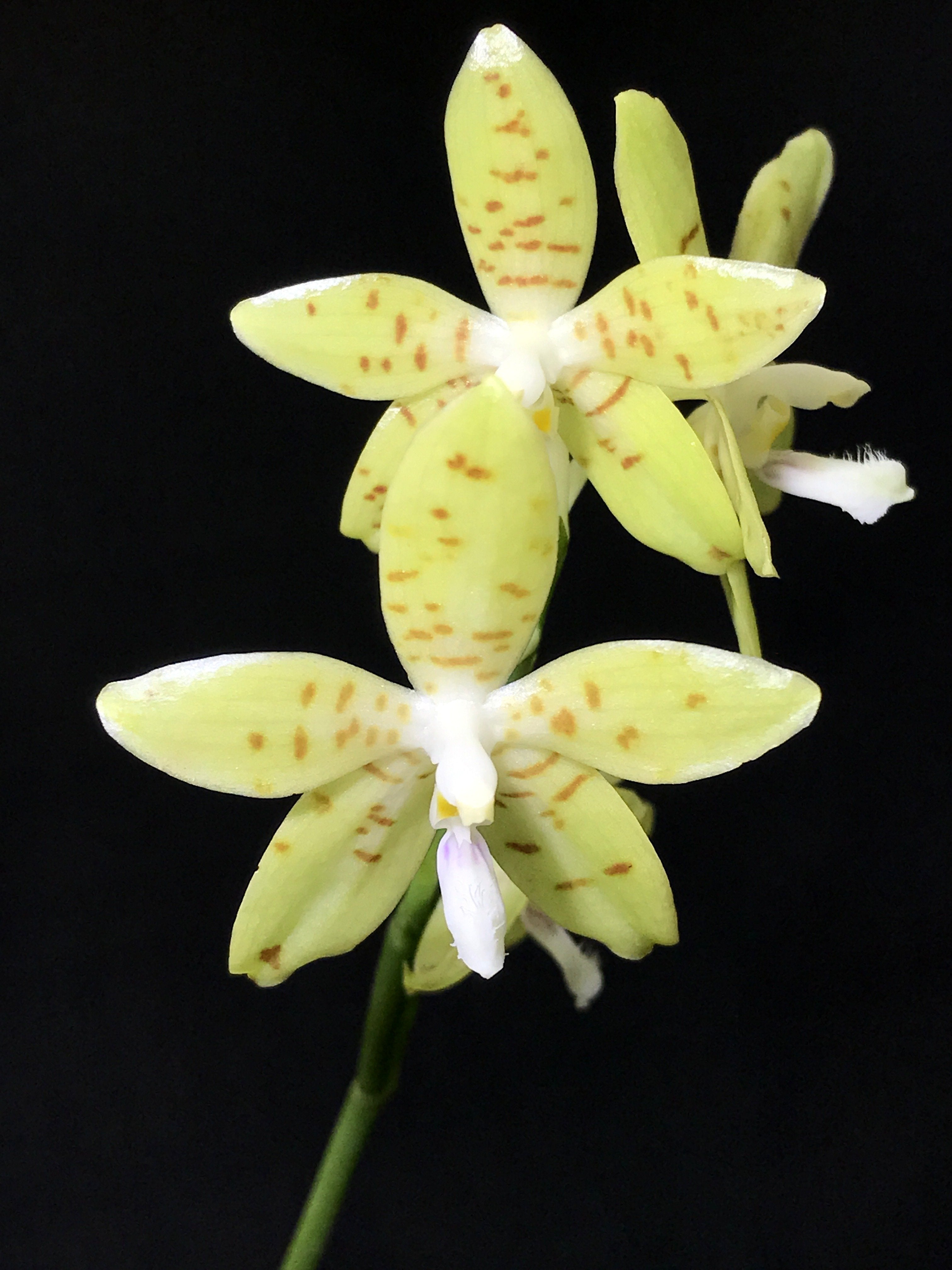 Phalaenopsis pallens