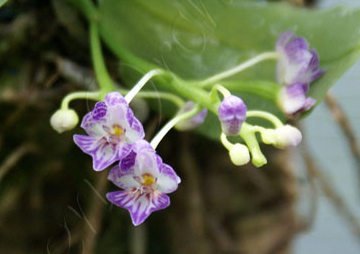 Phalaenopsis appendiculata
