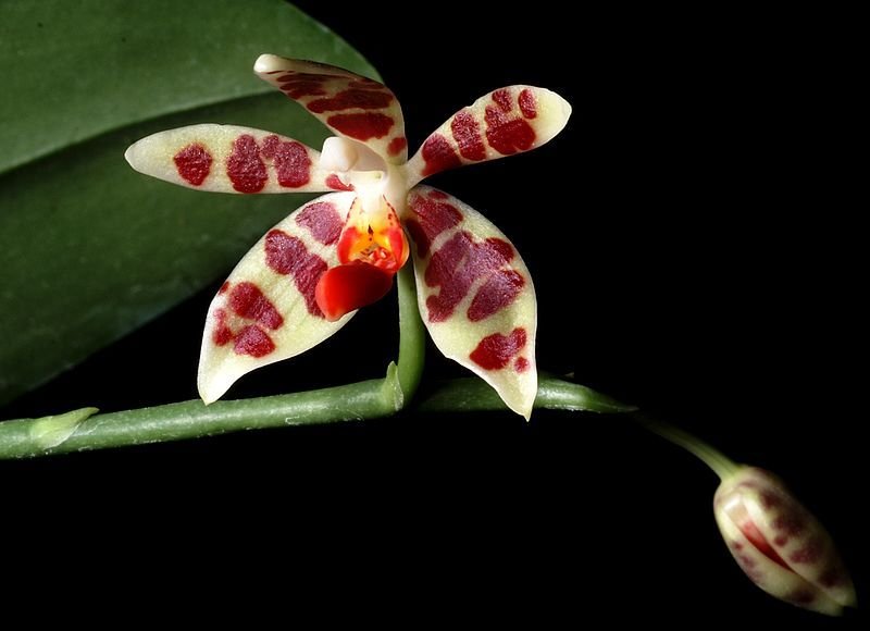 Phalaenopsis maculata
