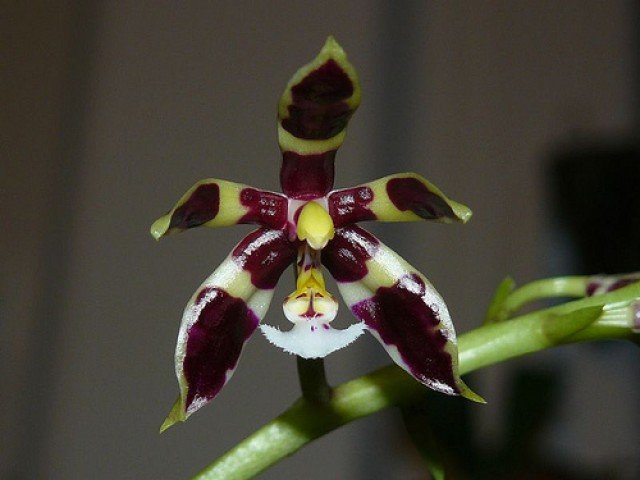 Phalaenopsis mannii "Black"