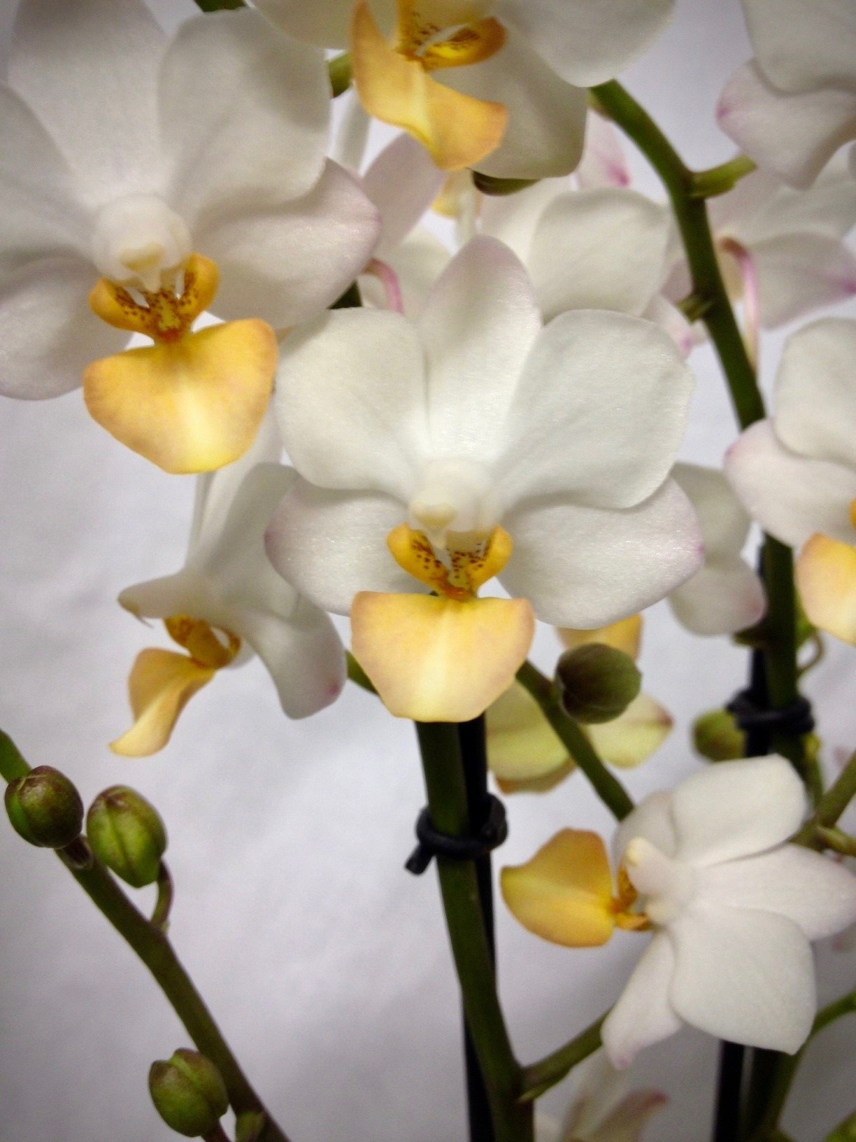 Phalaenopsis Liu's Triprince "Gelbe Lippe"