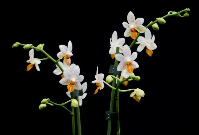 Phalaenopsis Mini Mark