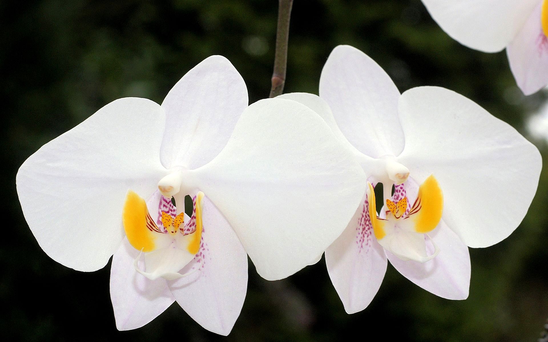 Phalaenopsis philippinensis