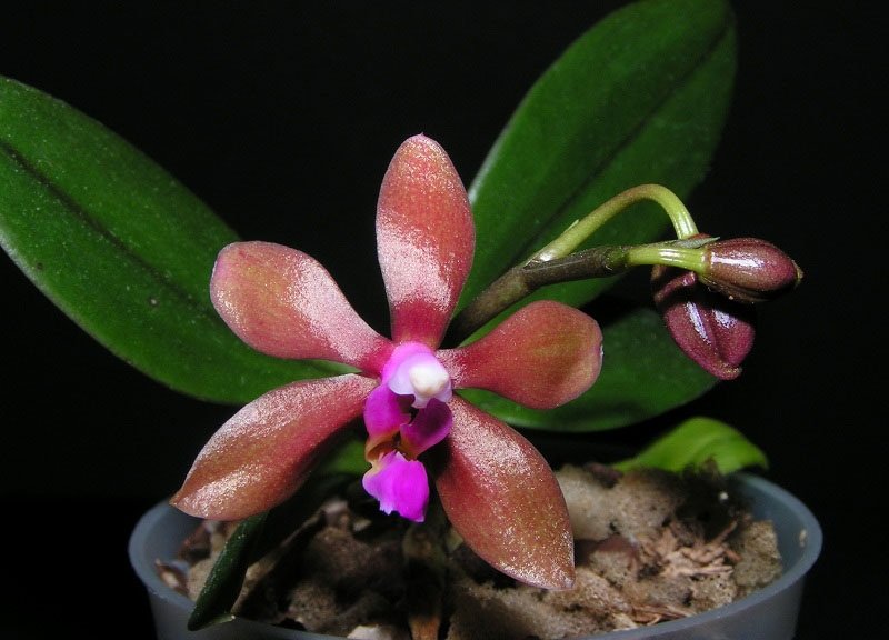 Phalaenopsis stobartiana x bastianii
