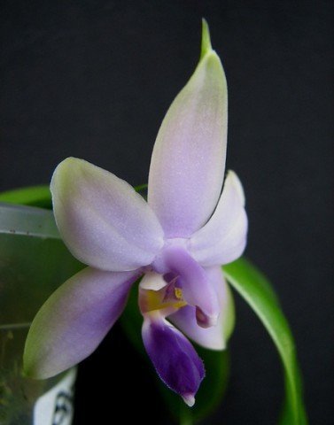 Phalaenopsis violacea var. coerulea