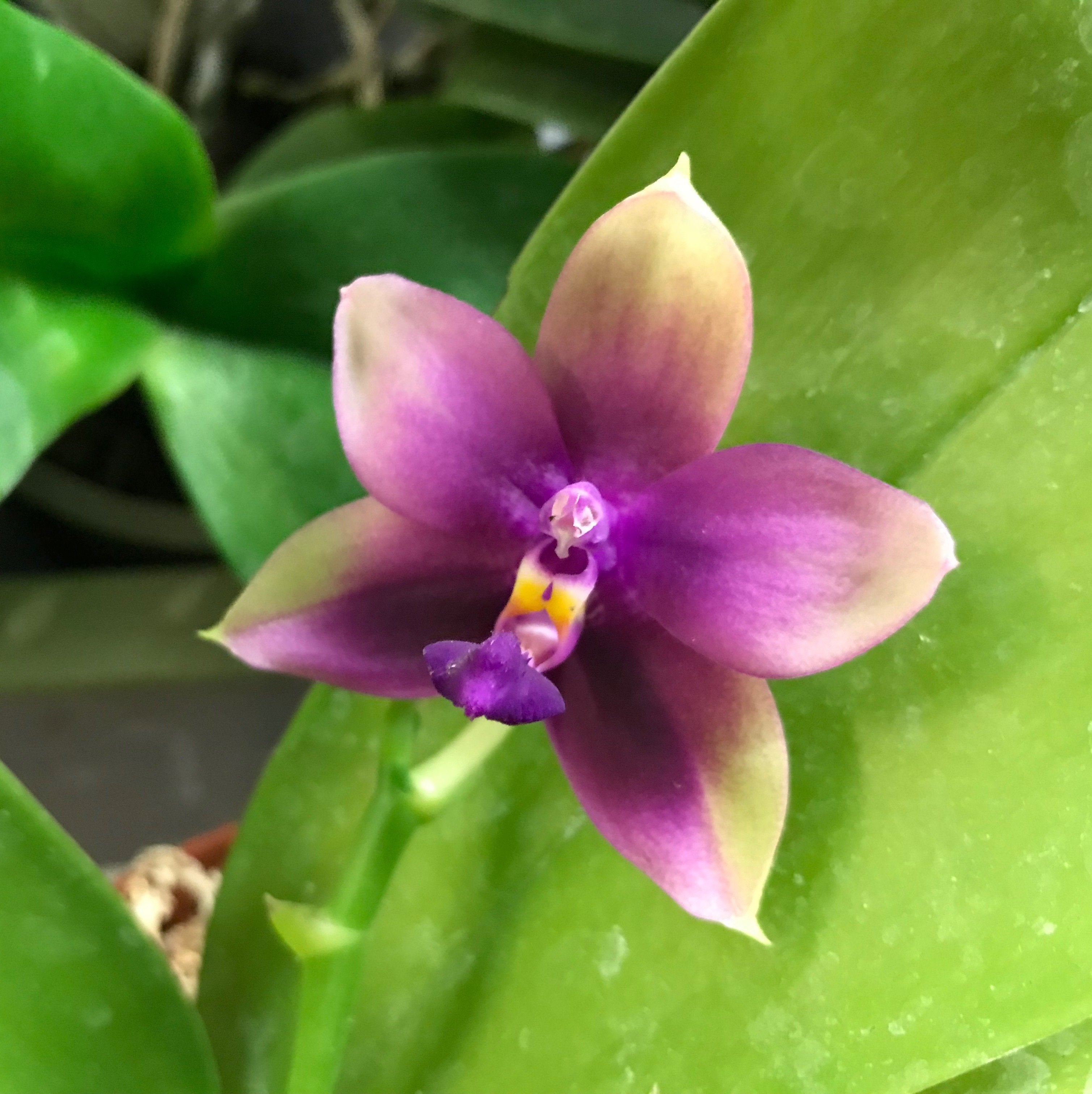 Phalaenopsis Yaphon Pinpon x Phalaenopsis violacea