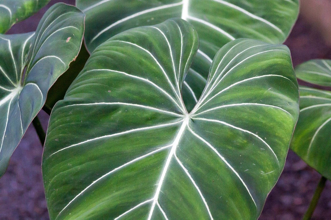 Philodendron gloriosum "Kompakter Typ"