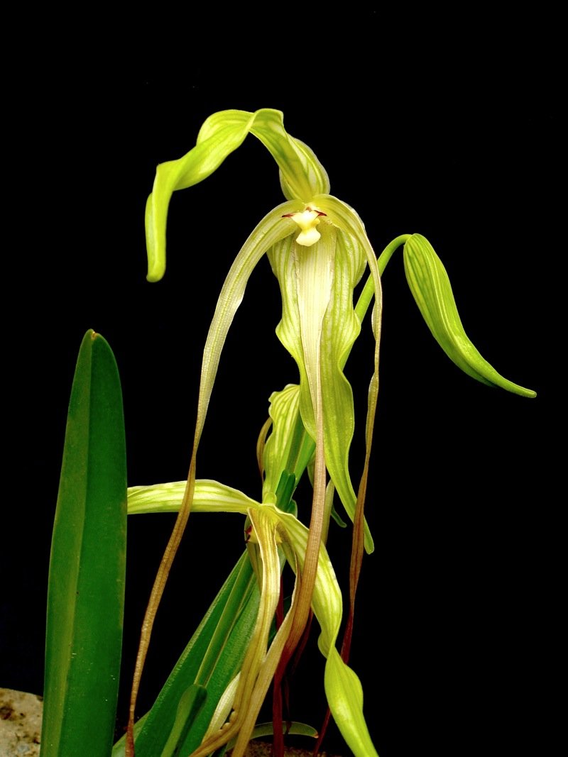 Phragmipedium lindenii