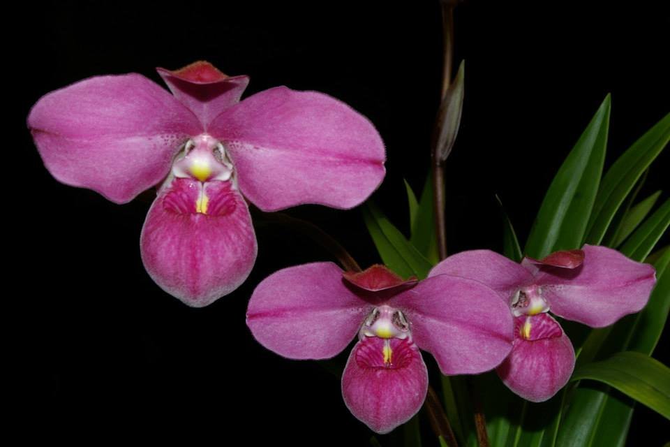Phragmipedium Eumelia Arias