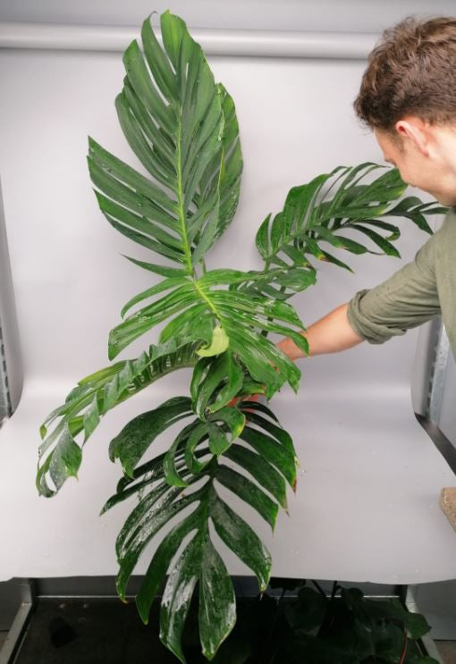 Monstera Pinnatipartita "XXL Big Old Plant"