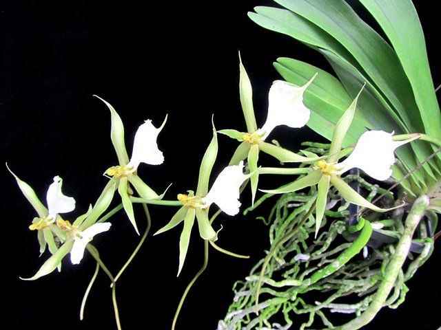 Plectrelminthus caudatus