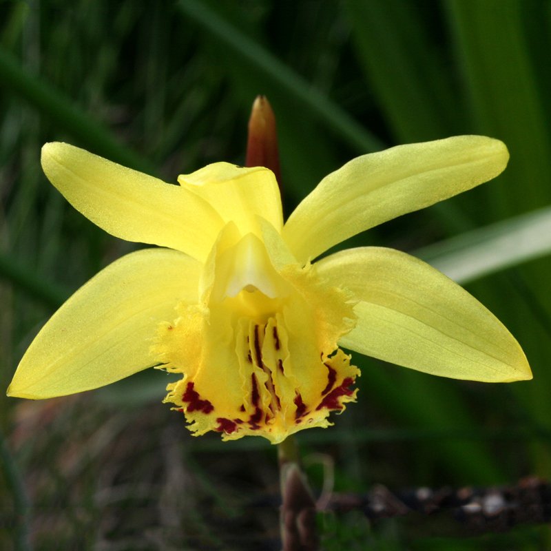 Pleione forrestii