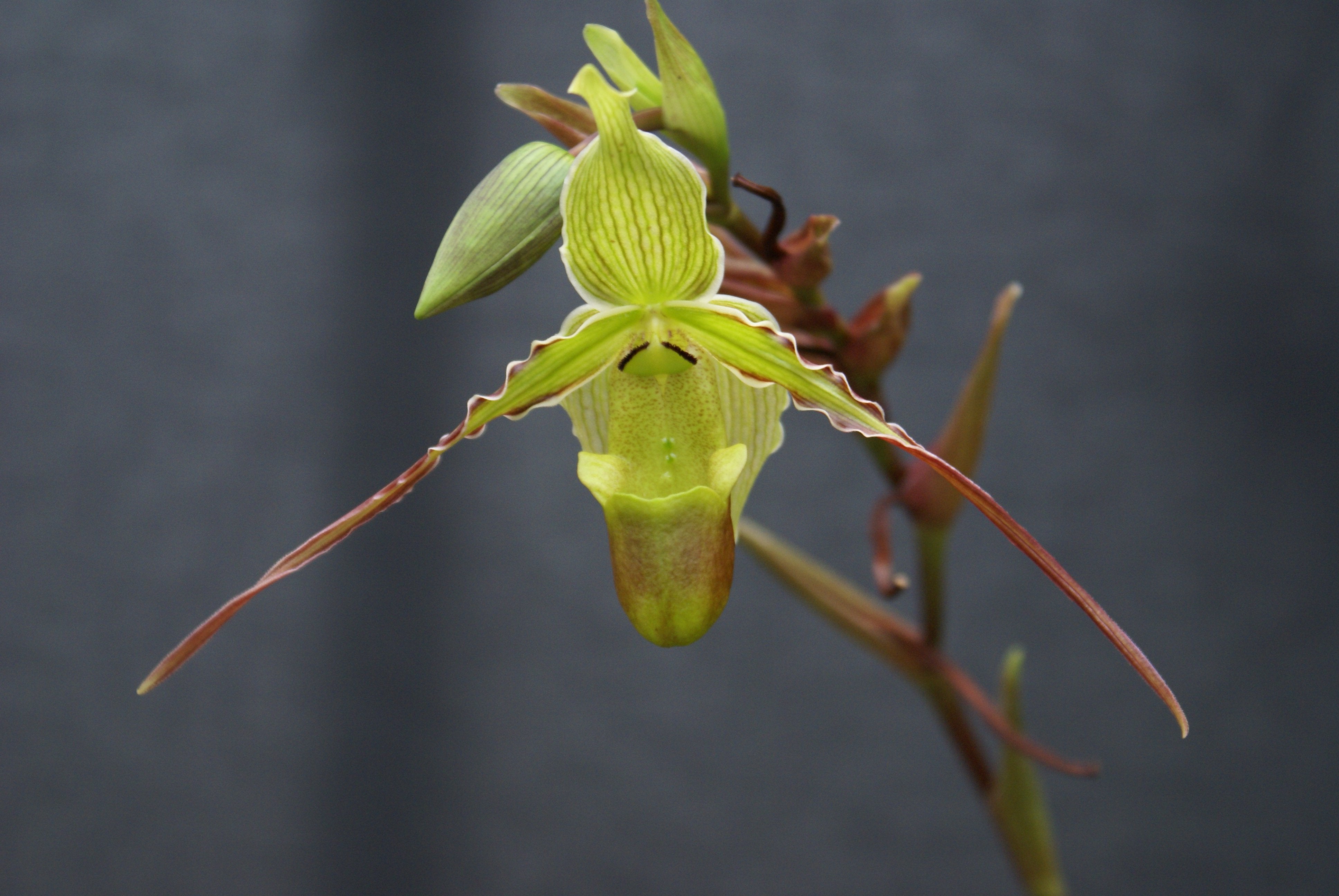 Phragmipedium longifolium ''Big''