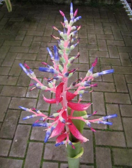 Quesnelia marmorata 'Cutting Plant'