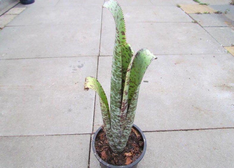 Quesnelia marmorata 'Cutting Plant'