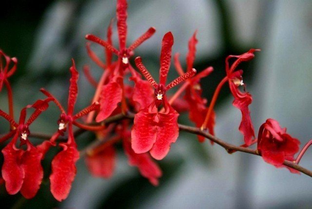 Renanthera philippinensis