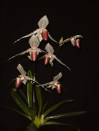 Paphiopedilum rothschildianum ''Big''