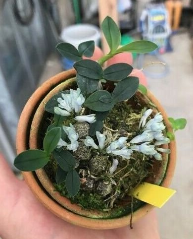 Dendrobium leucocyanum